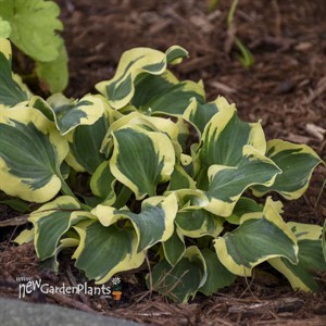 Hosta 'Mini Skirt' PP26743