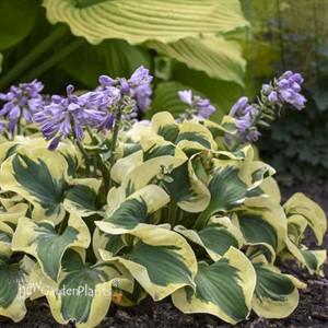 Hosta 'Mini Skirt' PP26743