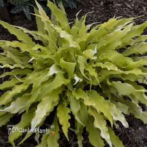Hosta 'Wiggles and Squiggles'