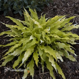 Hosta 'Wiggles and Squiggles'