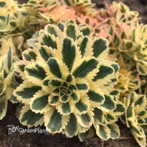 Sedum t. ATLANTIS