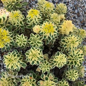 Sedum t. ATLANTIS