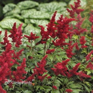 Astilbe 'Fanal'