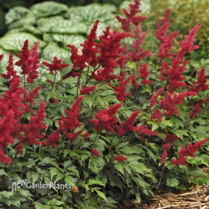 Astilbe 'Fanal'