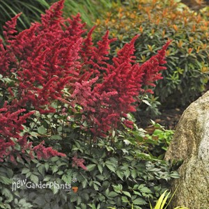 Astilbe 'Fanal'