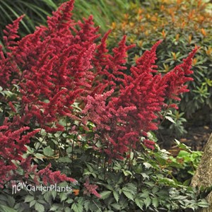 Astilbe 'Fanal'