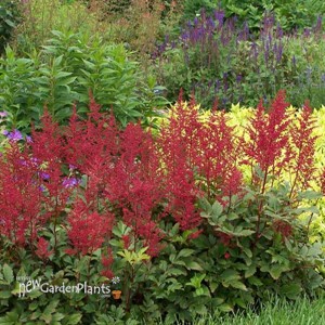 Astilbe 'Red Sentinel'