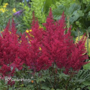 Astilbe 'Red Sentinel'