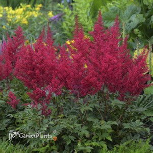 Astilbe 'Red Sentinel'