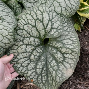 Brunnera m. 'Jack of Diamonds' 