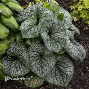 Brunnera m. 'Jack of Diamonds' 