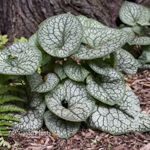 Brunnera m. 'Jack of Diamonds' 