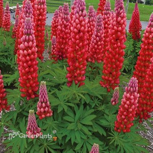 'Red Rum' Lupine WESTCOUNTRY