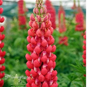 'Red Rum' Lupine WESTCOUNTRY