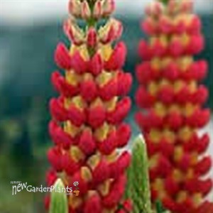 'Tequila Flame' Lupine WESTCOUNTRY