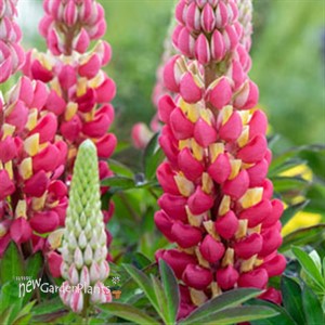 'Tequila Flame' Lupine WESTCOUNTRY