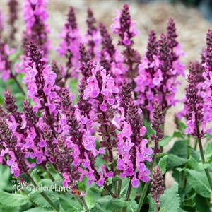 Salvia n. Rose Marvel PP30,118