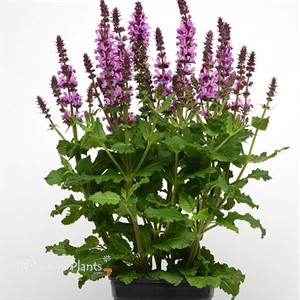 Salvia n. Rose Marvel PP30,118