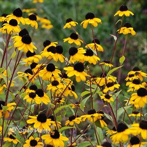 Rudbeckia triloba