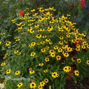 Rudbeckia triloba