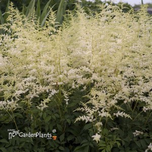 Astilbe 'Bridal Veil'