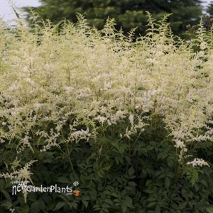 Astilbe 'Bridal Veil'