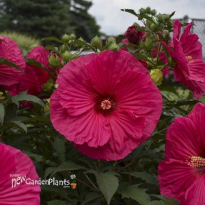 'Summer in Paradise' PP28730