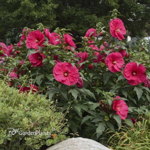 'Summer in Paradise' PP28730