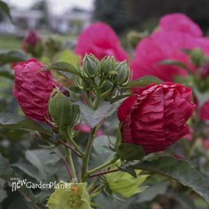 'Summer in Paradise' PP28730