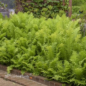 'Ostrich Fern' Matteuccia struthiopteris 