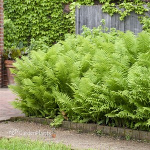 'Ostrich Fern' Matteuccia struthiopteris 