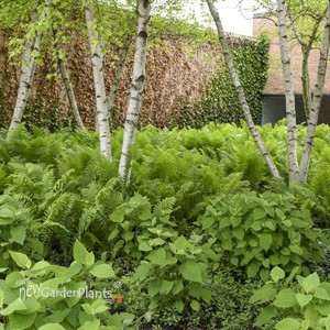 'Ostrich Fern' Matteuccia struthiopteris 