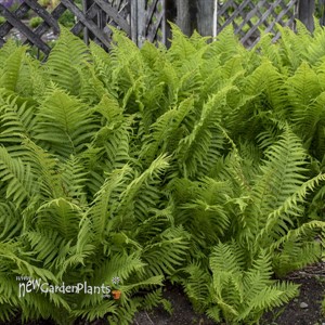 'Ostrich Fern' Matteuccia struthiopteris 