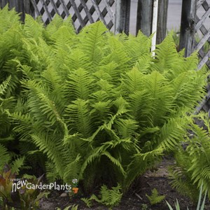 'Ostrich Fern' Matteuccia struthiopteris 