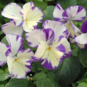 Viola  Rebecca