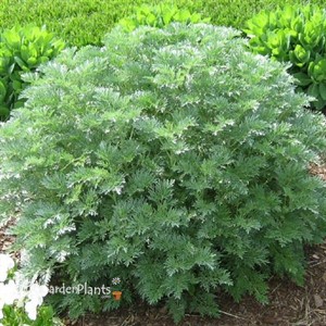 'Powis Castle' Wormwort, Mugwort