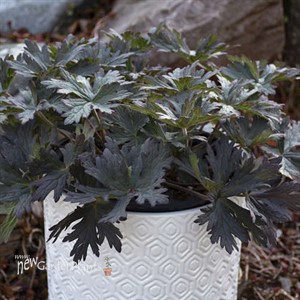 'Boom Chocolatta' PPAF