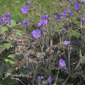 'Boom Chocolatta' PPAF