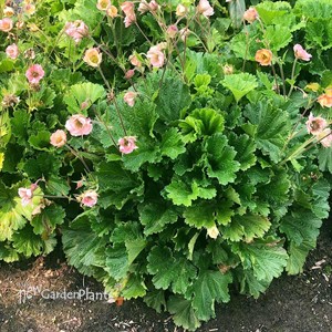 PRETTICOATS Peach Avens