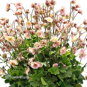 PRETTICOATS Peach Avens