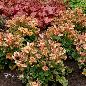 PRETTICOATS Peach Avens