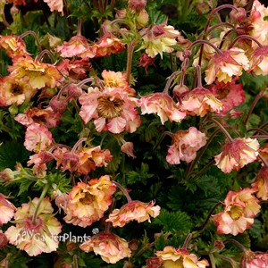 PRETTICOATS Peach Avens