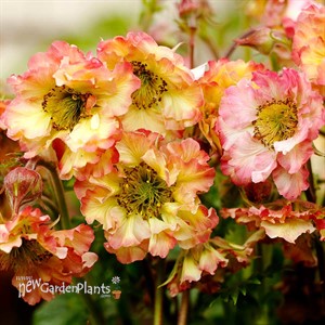 PRETTICOATS Peach Avens