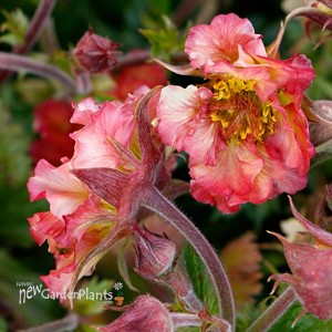 PRETTICOATS Peach Avens