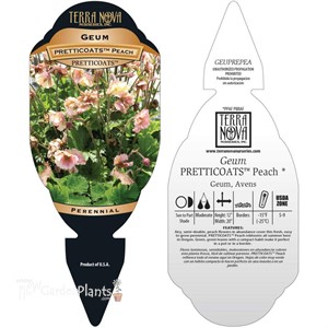 PRETTICOATS Peach Avens