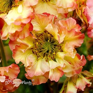 PRETTICOATS Peach Avens