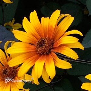 'Burning Hearts' False Sunflower 
