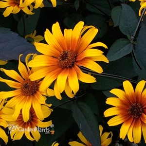 'Burning Hearts' False Sunflower 