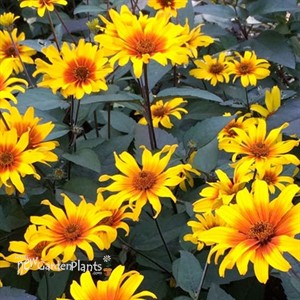 'Burning Hearts' False Sunflower 