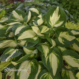 Hosta 'Vulcan'